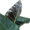 Alocasia Portora (manto de eva negro) EXCLUSIVO LANZAMIENTO
