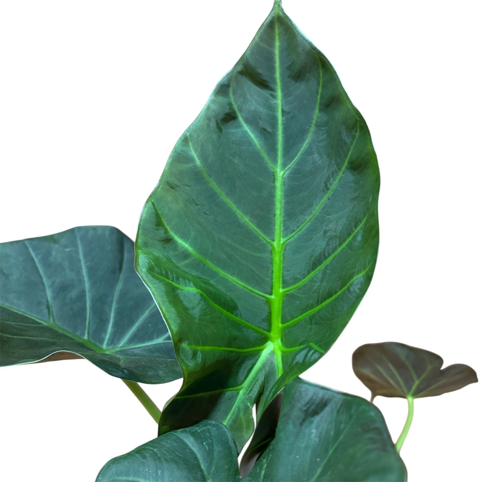 Alocasia Portora (manto de eva negro) EXCLUSIVO LANZAMIENTO