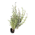 Lavandas especies al azar SUPER OFERTA!