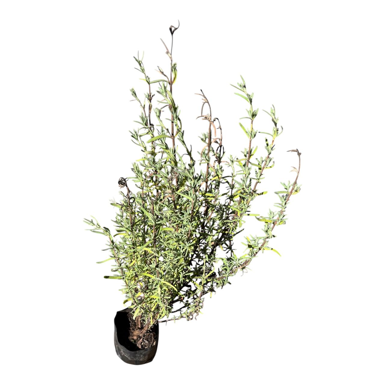 Lavandas especies al azar SUPER OFERTA!