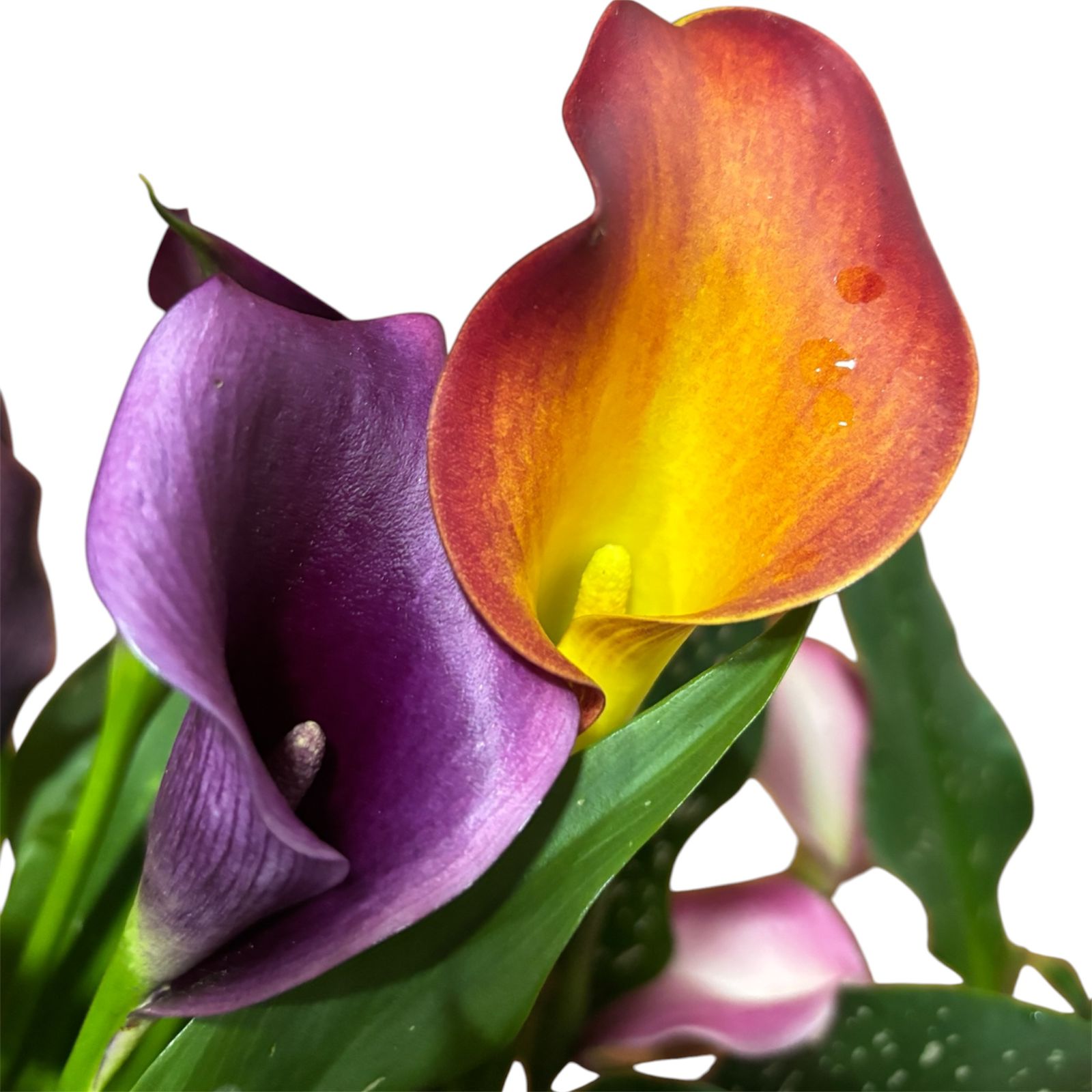Calas de Color mix
