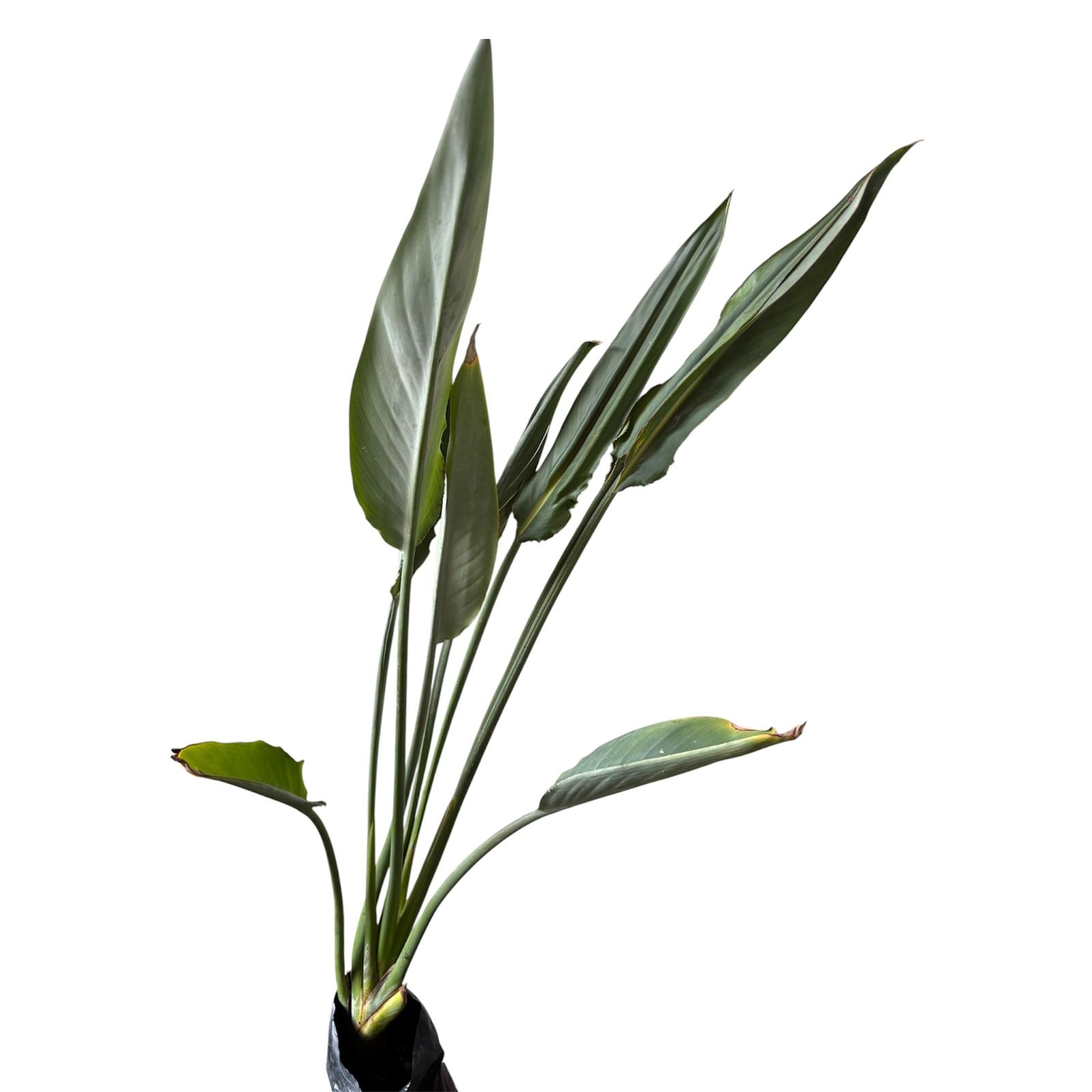 Strelitzia Reginae XL 7 AÑOS CON FLOR O BOTÓN!