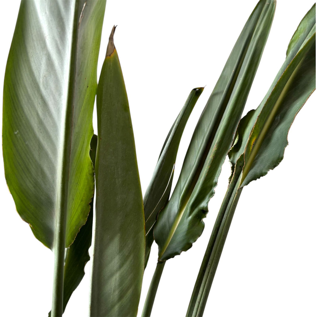 Strelitzia Reginae XL 7 AÑOS CON FLOR O BOTÓN!