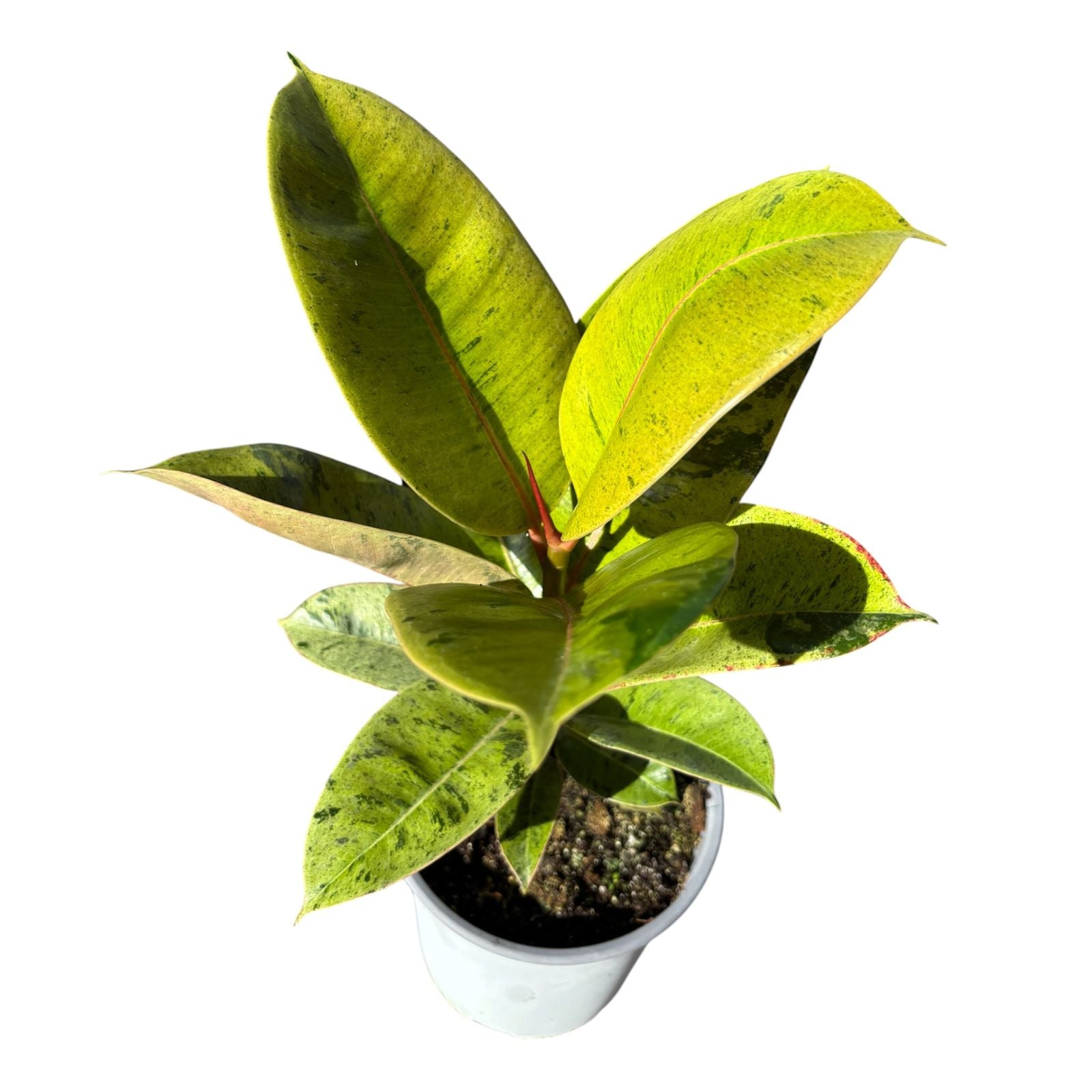 Ficus Siveriana Grande