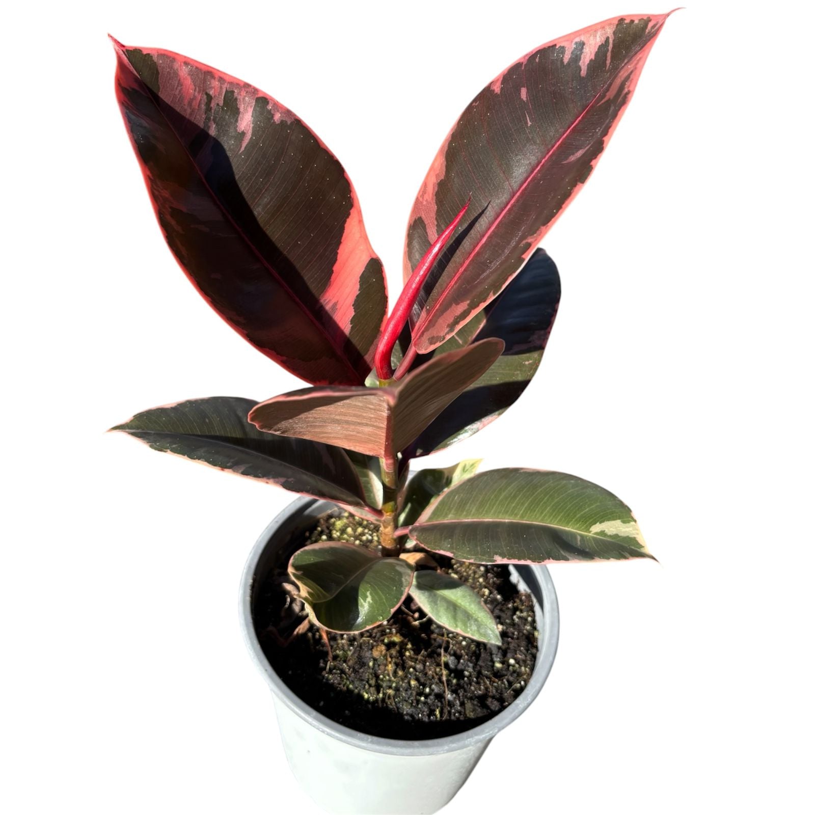 Ficus Ruby Grande