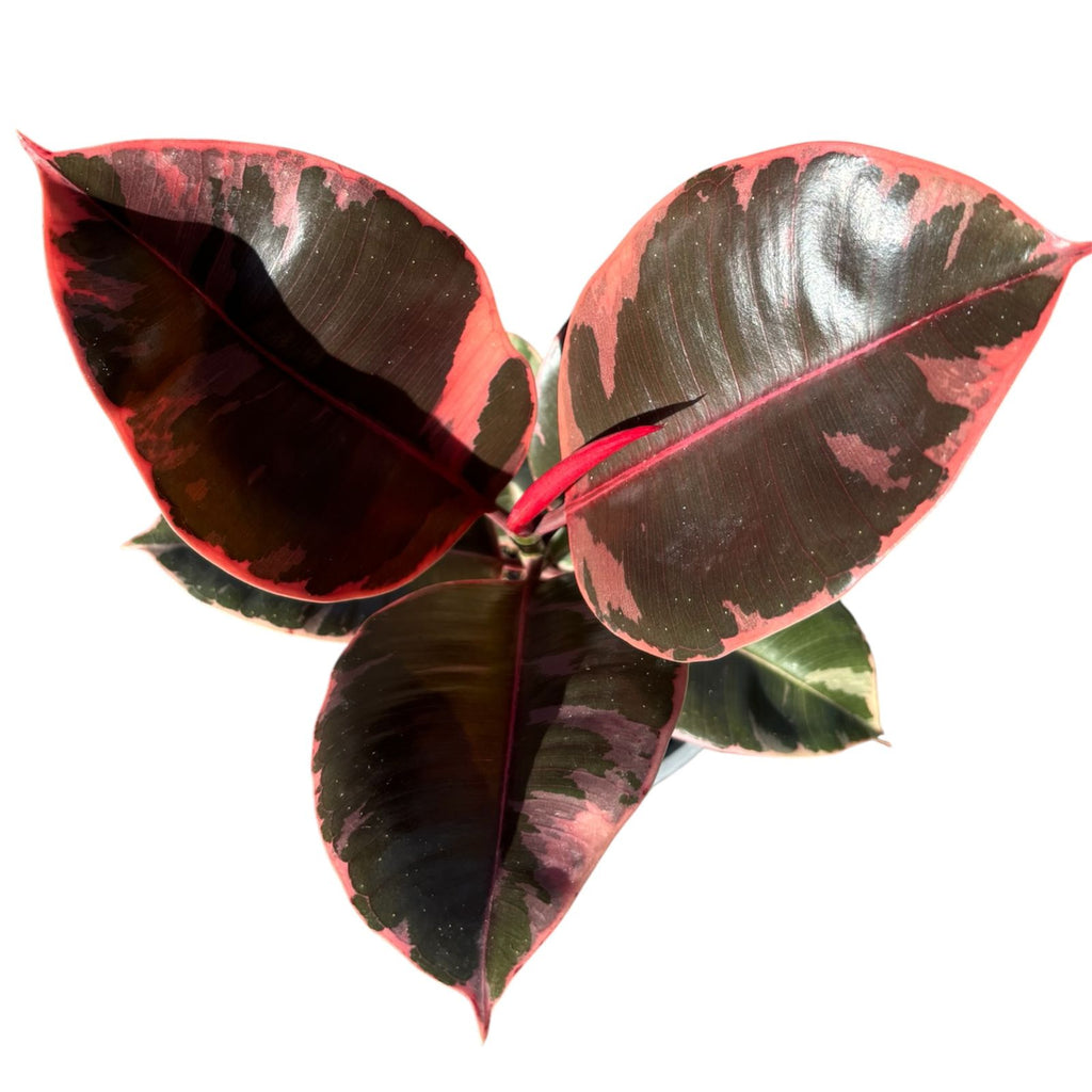 Ficus Ruby Grande