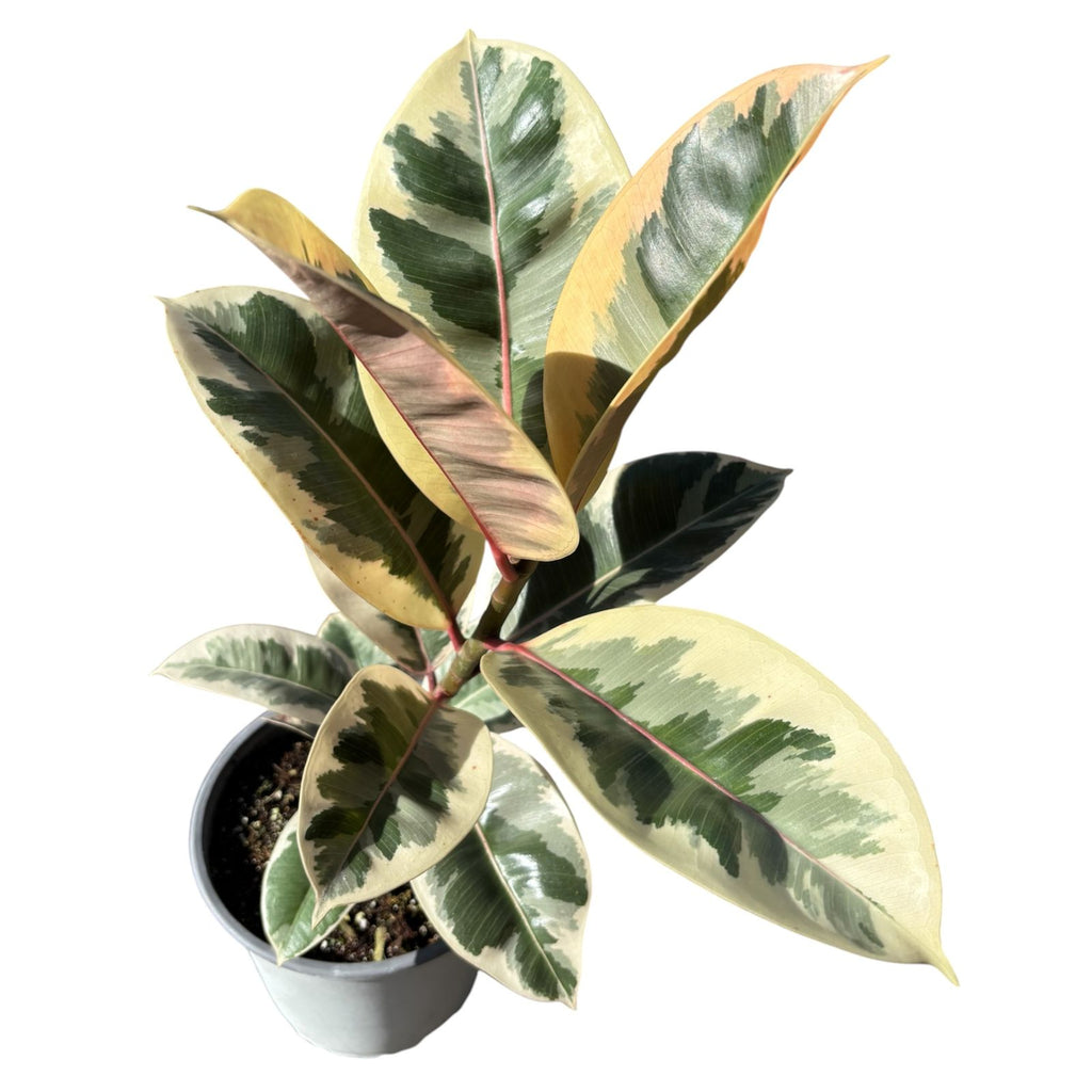 Ficus Tineke Grande