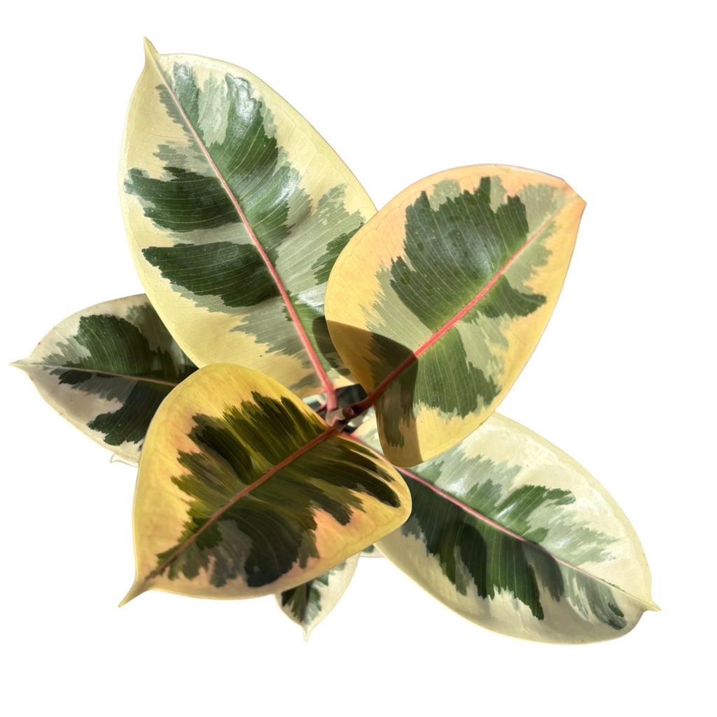 Ficus Tineke Grande
