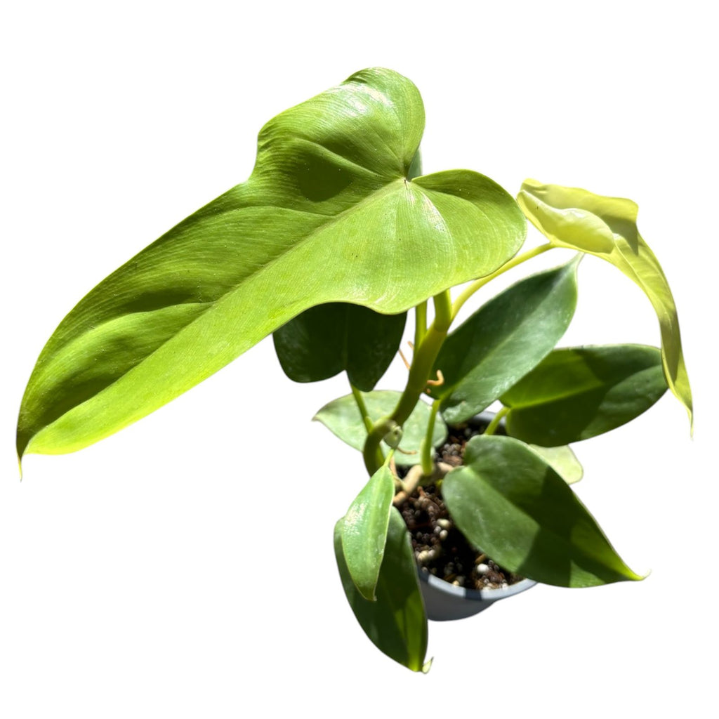 Philodendro Panduriforme Aurea LANZAMIENTO EXCLUSIVO!