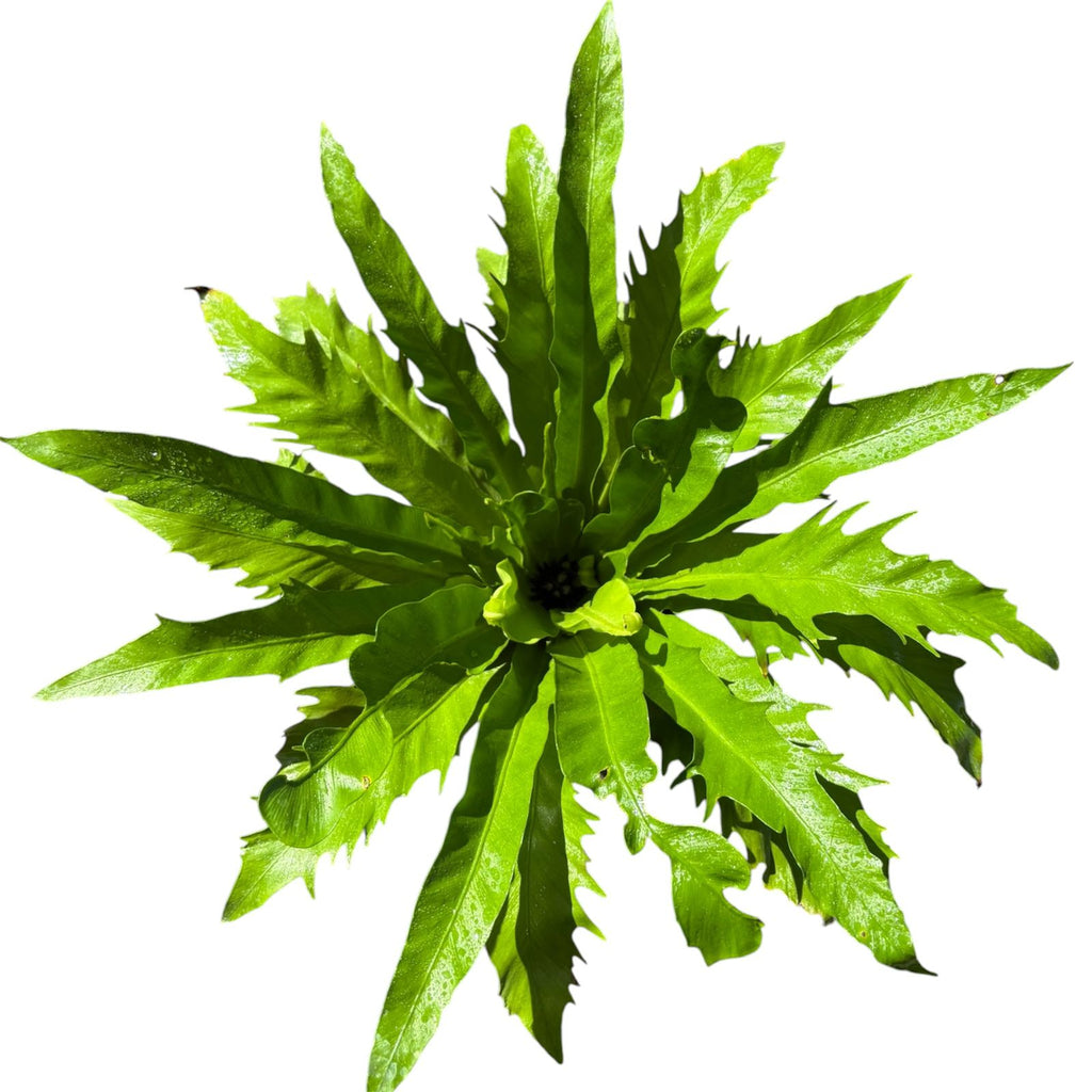 Asplenium Nidus Grande SUPER OFERTA !
