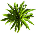 Asplenium Nidus Grande SUPER OFERTA !
