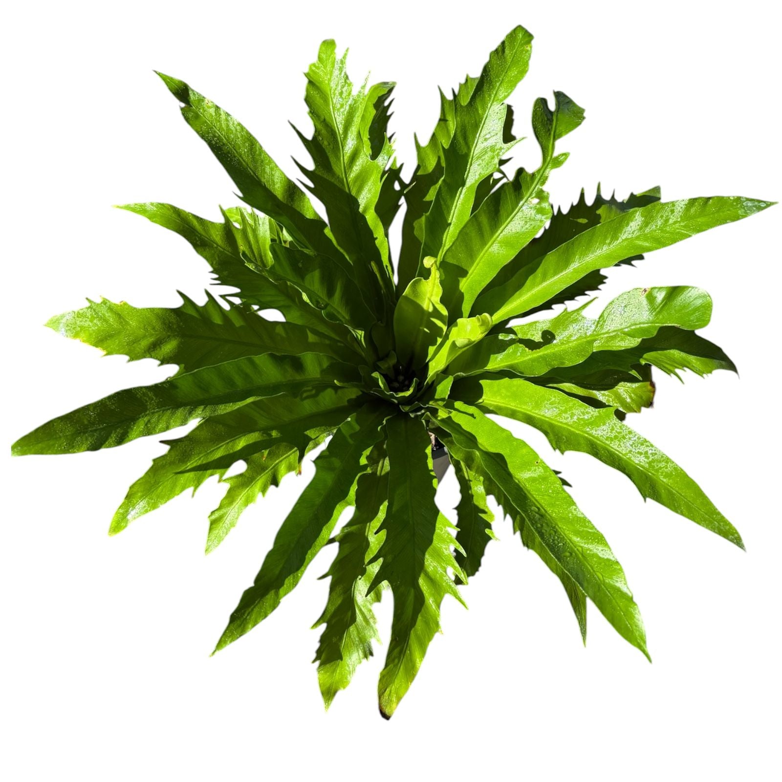 Asplenium Nidus Grande SUPER OFERTA !