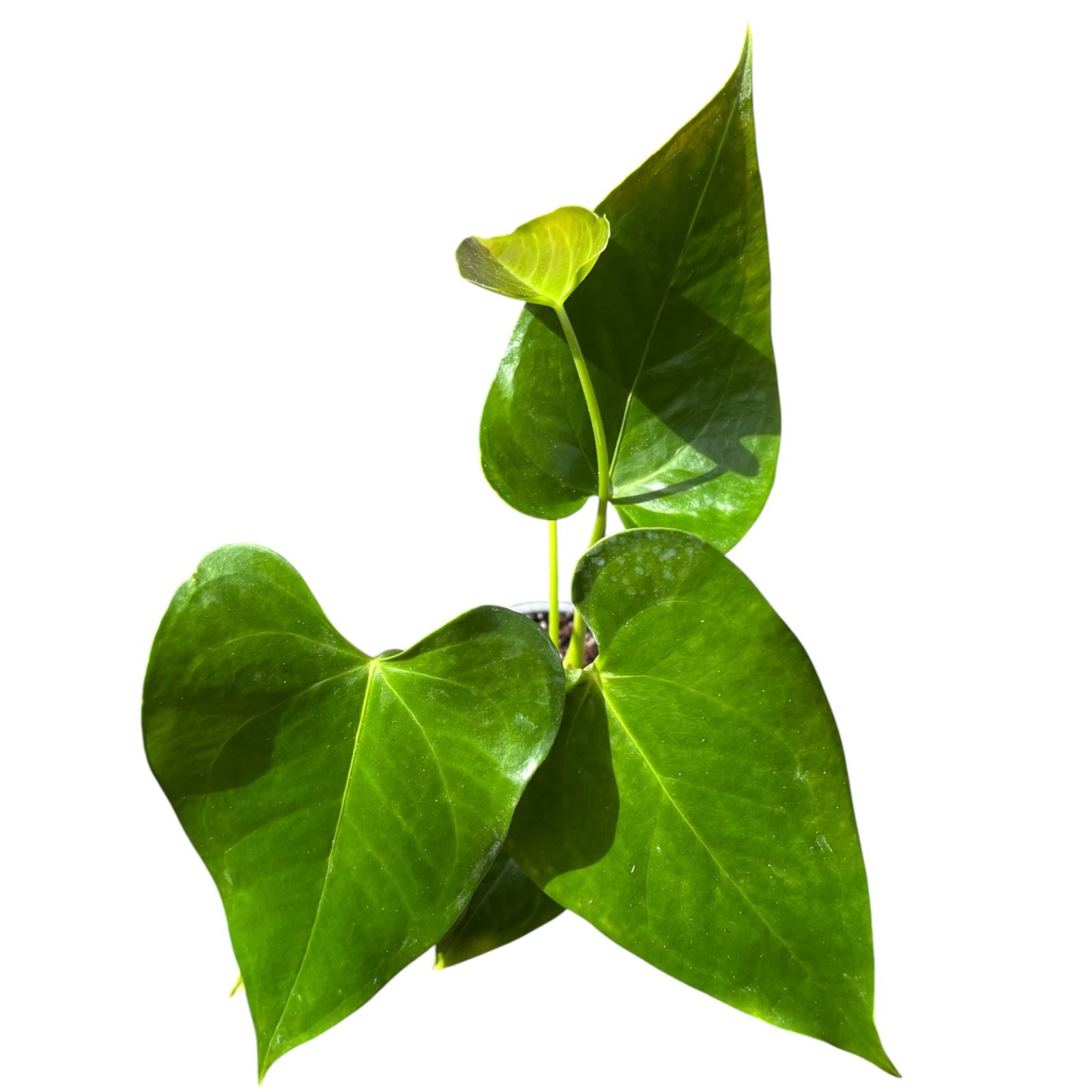 Anthurium Andreanum rojo- rosado LANZAMIENTO EXCLUSIVO!