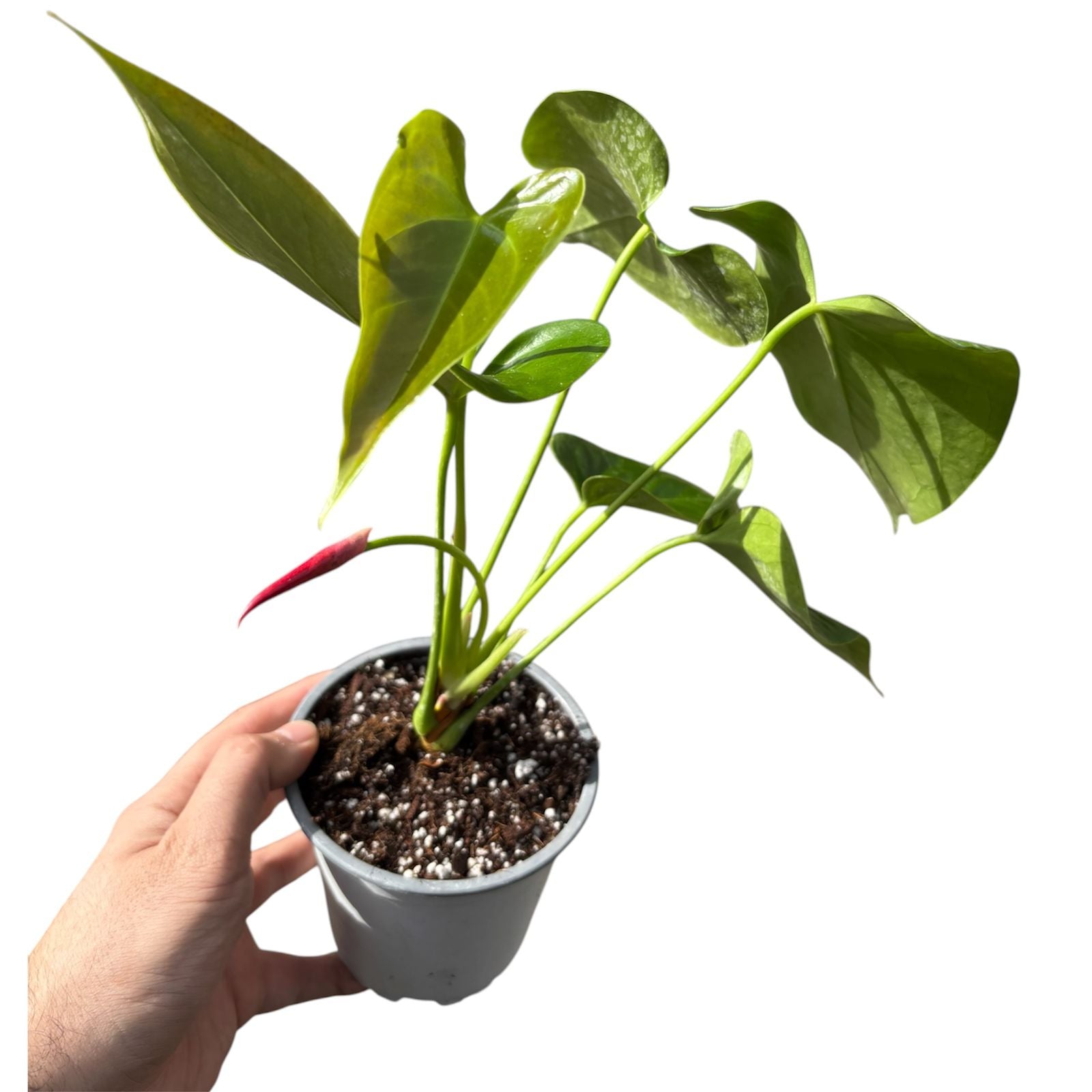 Anthurium Andreanum rojo- rosado LANZAMIENTO EXCLUSIVO!
