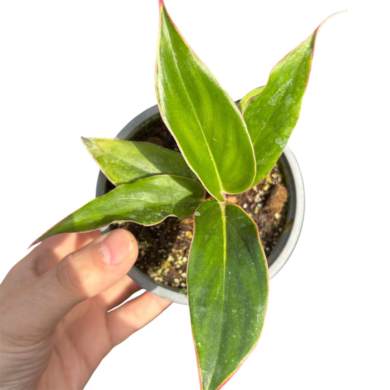Aglaonema Commutatum Sapphire