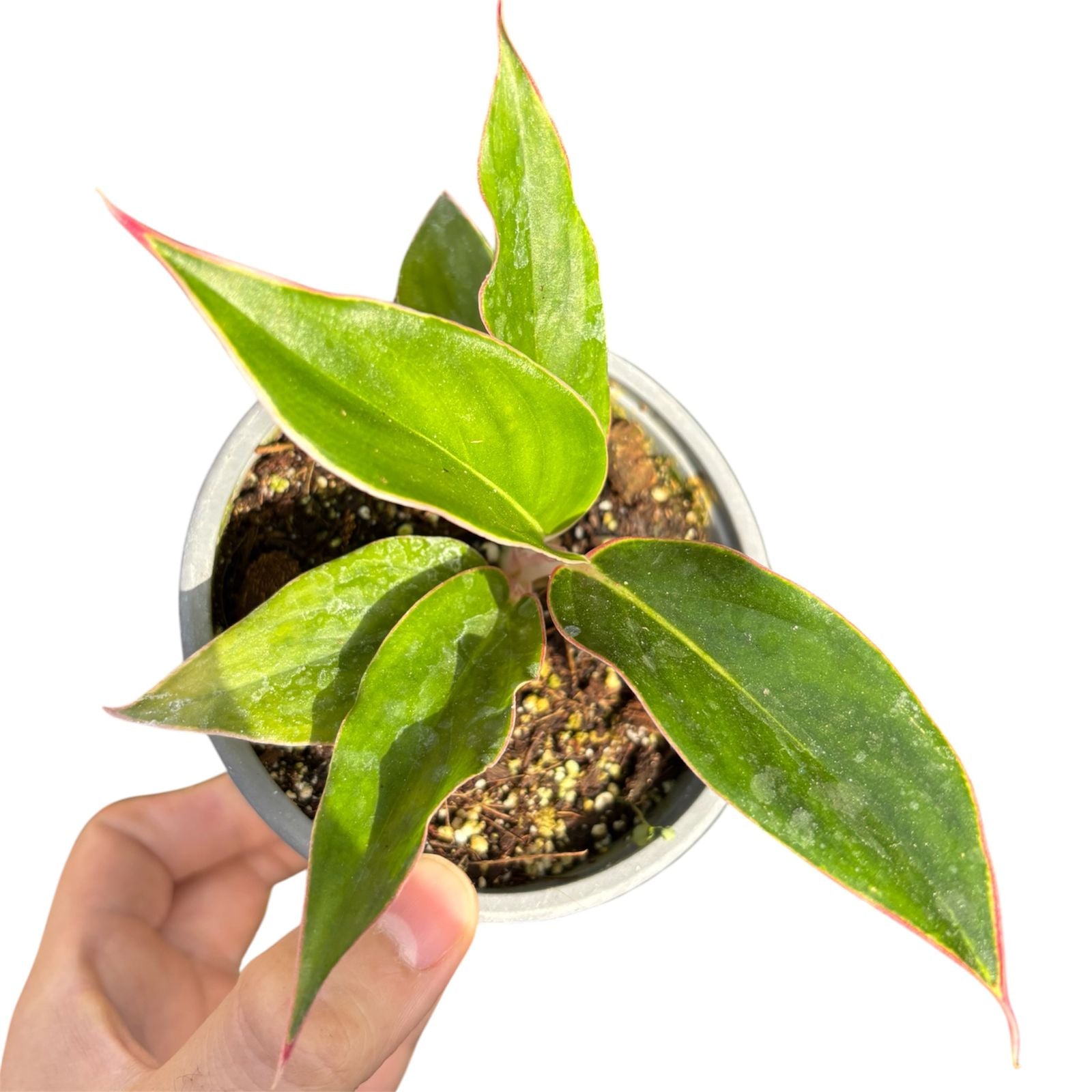 Aglaonema Commutatum Sapphire