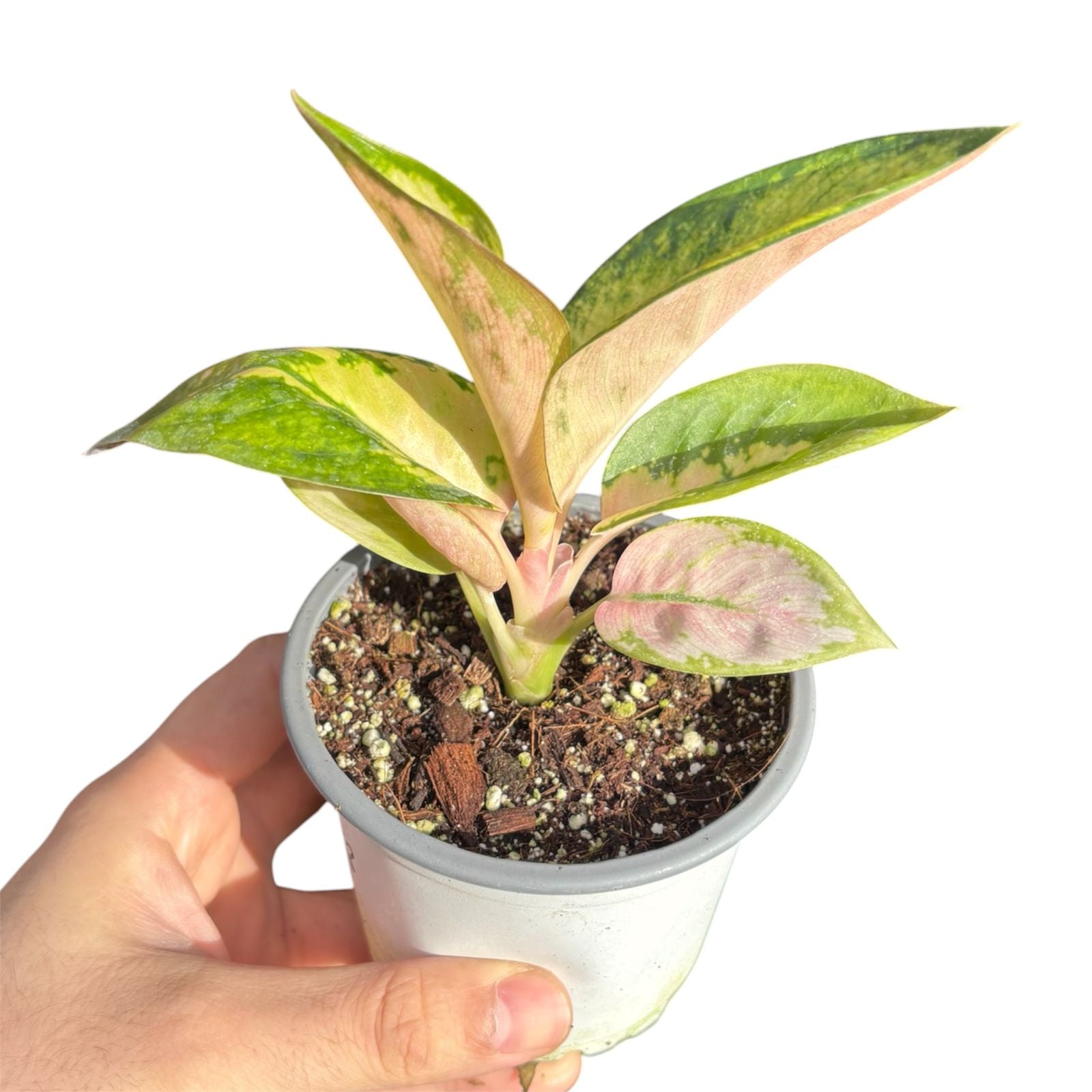 Aglaonema Commutatum Spitfire