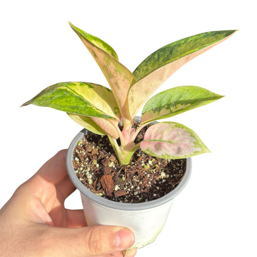 Aglaonema Commutatum Spitfire