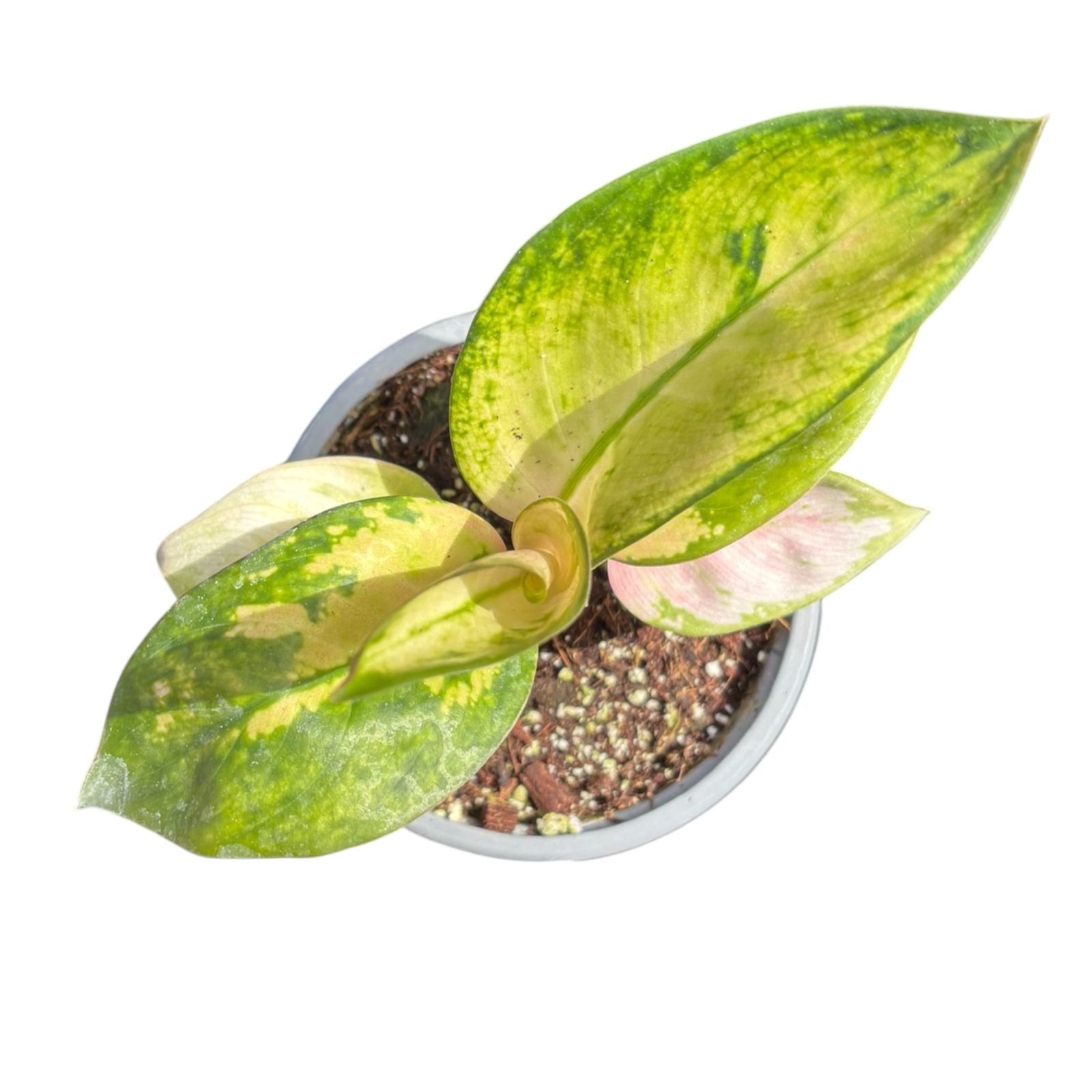 Aglaonema Commutatum Spitfire