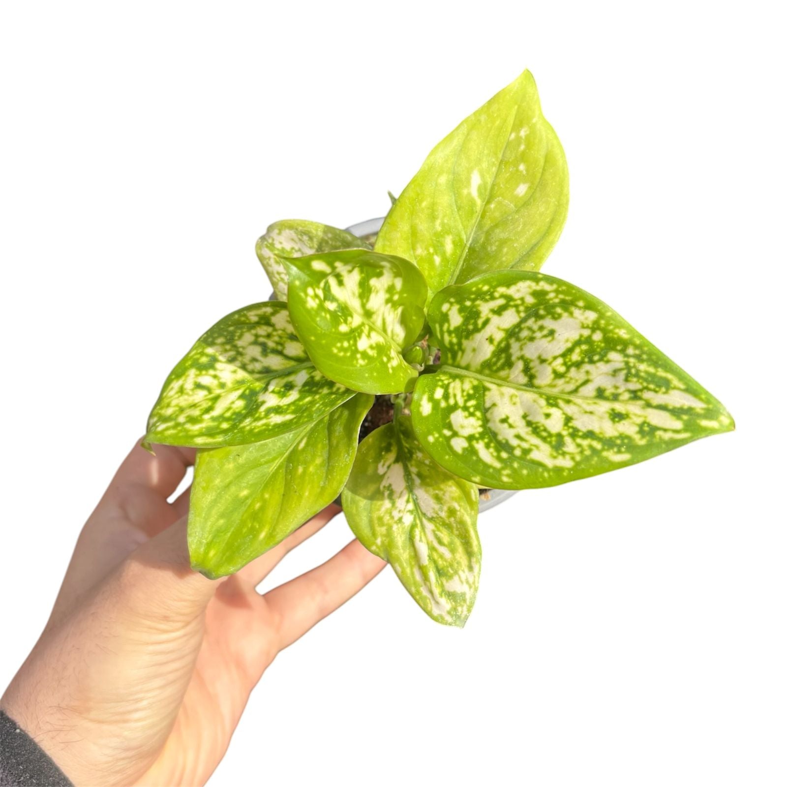 Aglaonema Commutatum Eileen