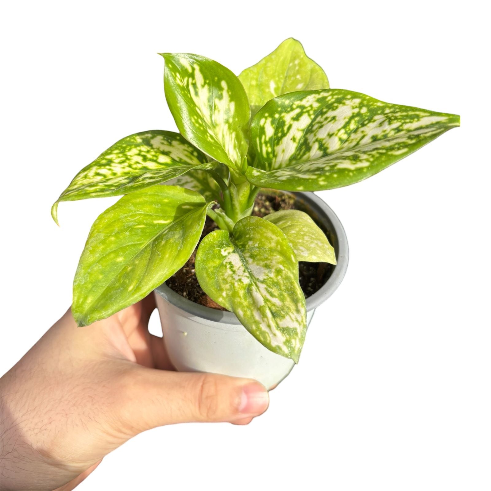 Aglaonema Commutatum Eileen