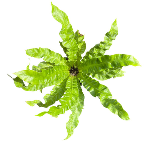 Asplenium Nidus Crispy Wave EXCLUSIVA OFERTAS!