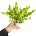 Asplenium Nidus Crispy Wave EXCLUSIVA OFERTAS!