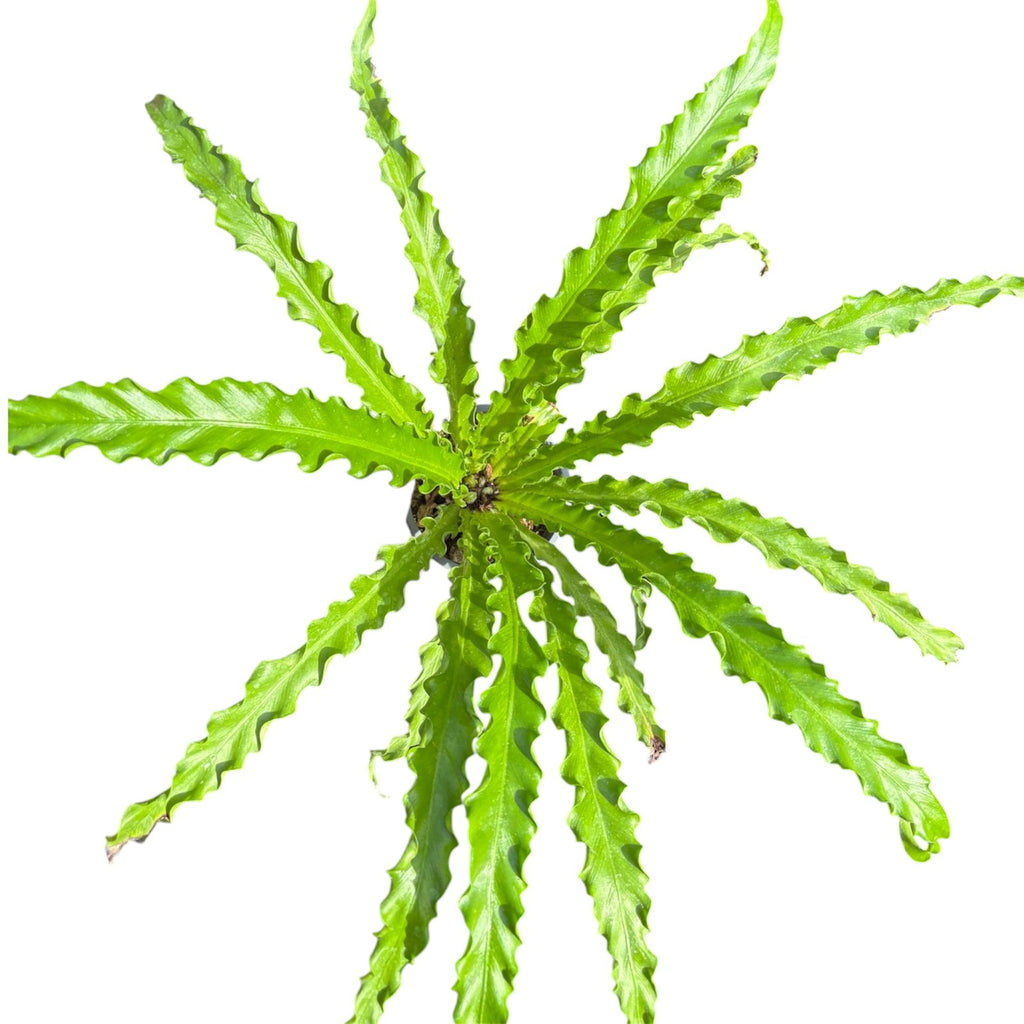 Asplenium Antiquum Osaka SUPER OFERTA!