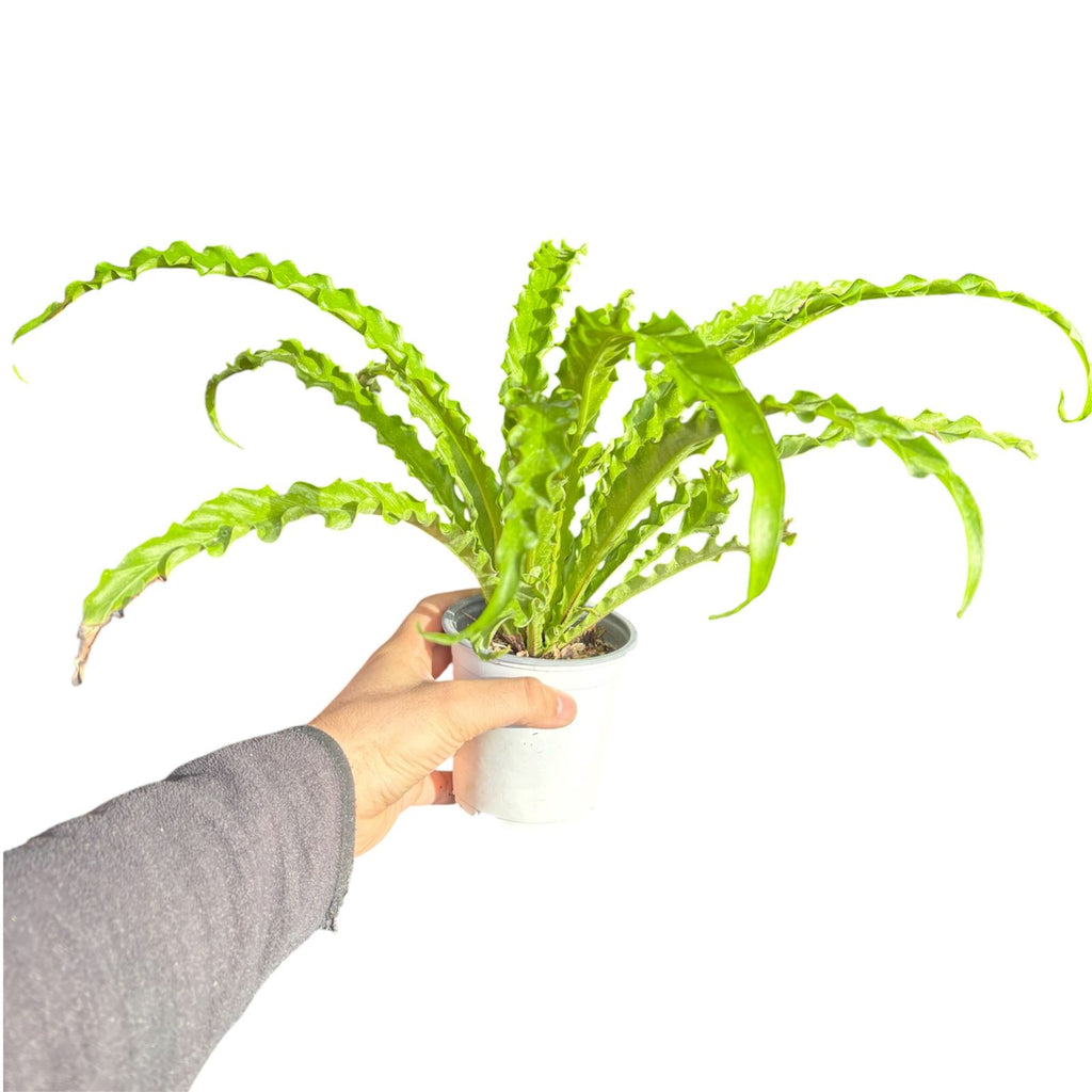 Asplenium Antiquum Osaka SUPER OFERTA!