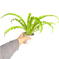 Asplenium Antiquum Osaka SUPER OFERTA!