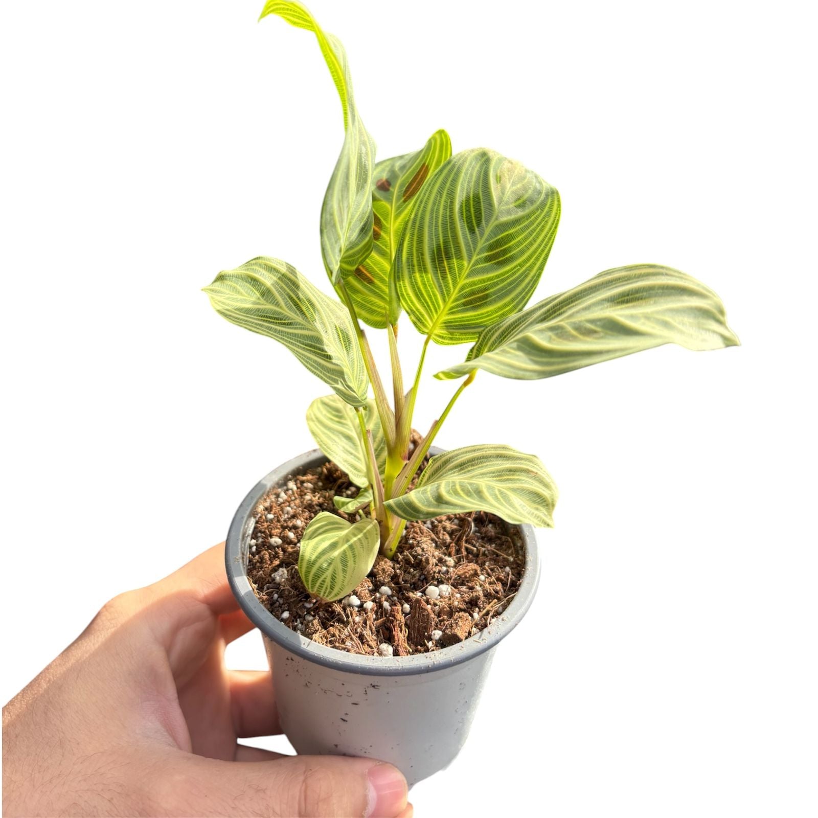 Maranta Light Veins LANZAMIENTO EXCLUSIVO!