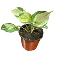 Epiprenum Manjula SUPER OFERTA STOCK LIMITADO!