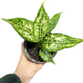 Aglaonema  Snow White OFERTA EXCLUSIVA!