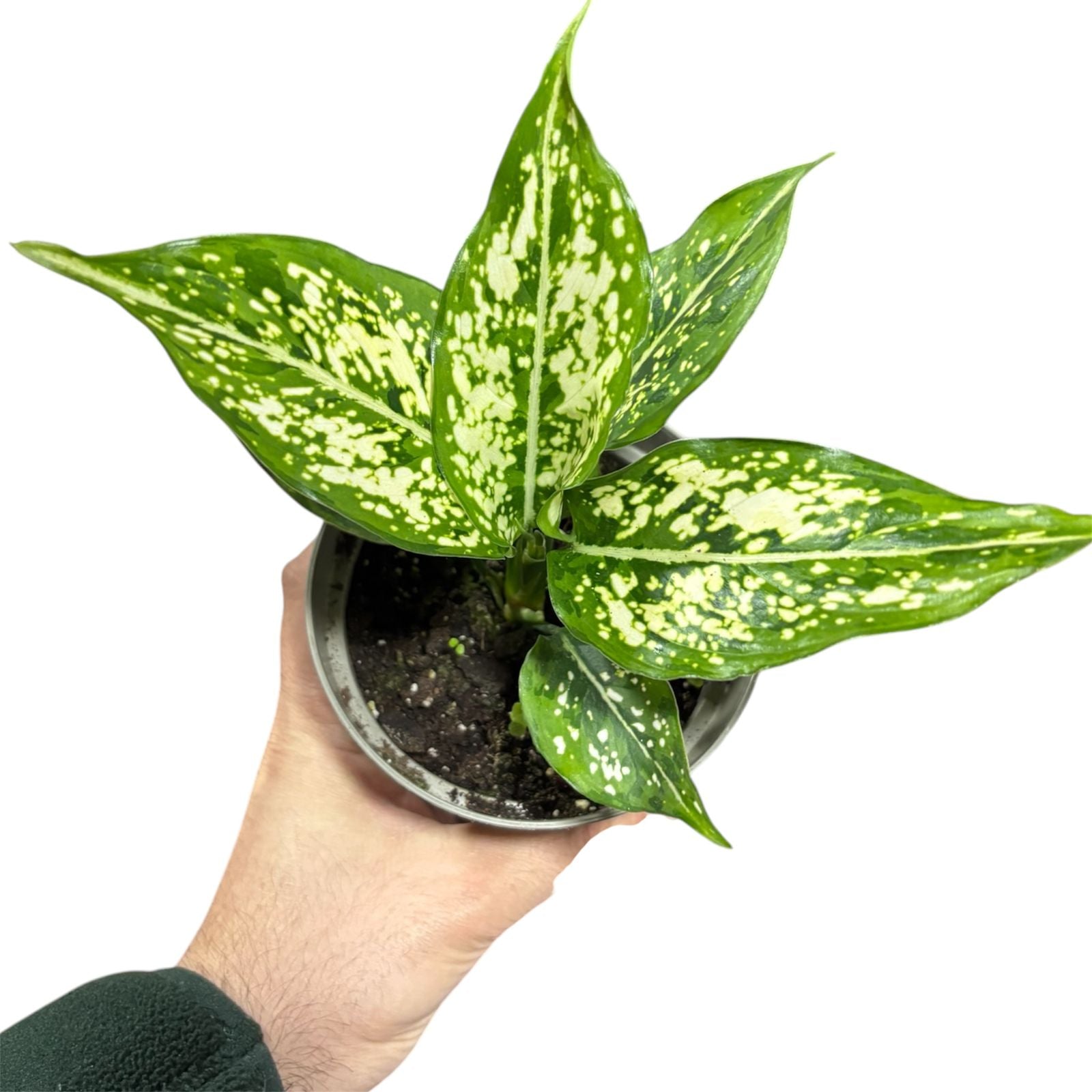 Aglaonema  Snow White OFERTA EXCLUSIVA!