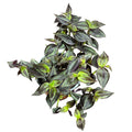 Tradescandia Zebrina SUPER OFERTA !!