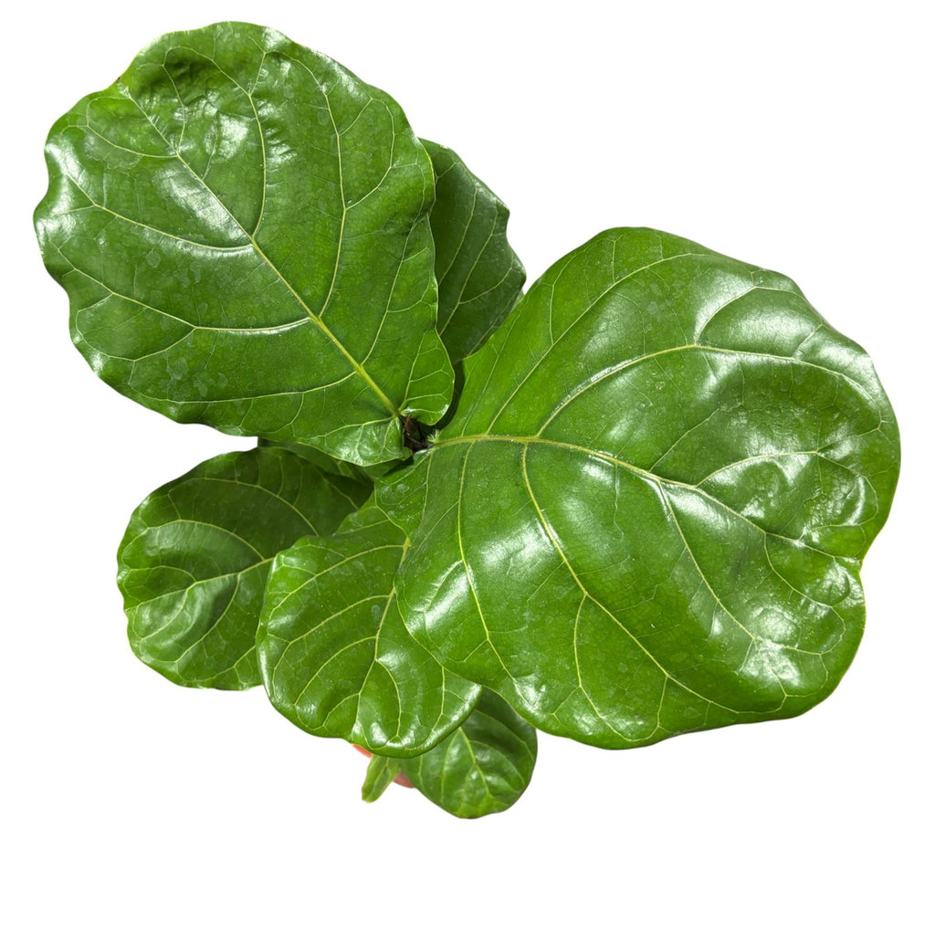 Ficus Lyrata grande SUPER OFERTA STOCK LIMITADO!