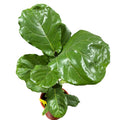 Ficus Lyrata grande SUPER OFERTA STOCK LIMITADO!
