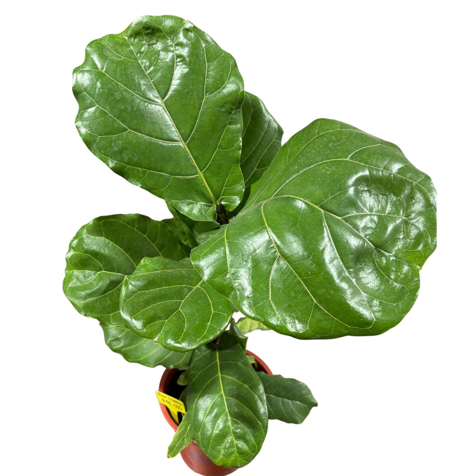 Ficus Lyrata grande SUPER OFERTA STOCK LIMITADO!