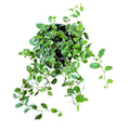 Ficus Repens variegado