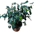 Ficus Naomi grande SUPER OFERTA STOCK LIMITADO!