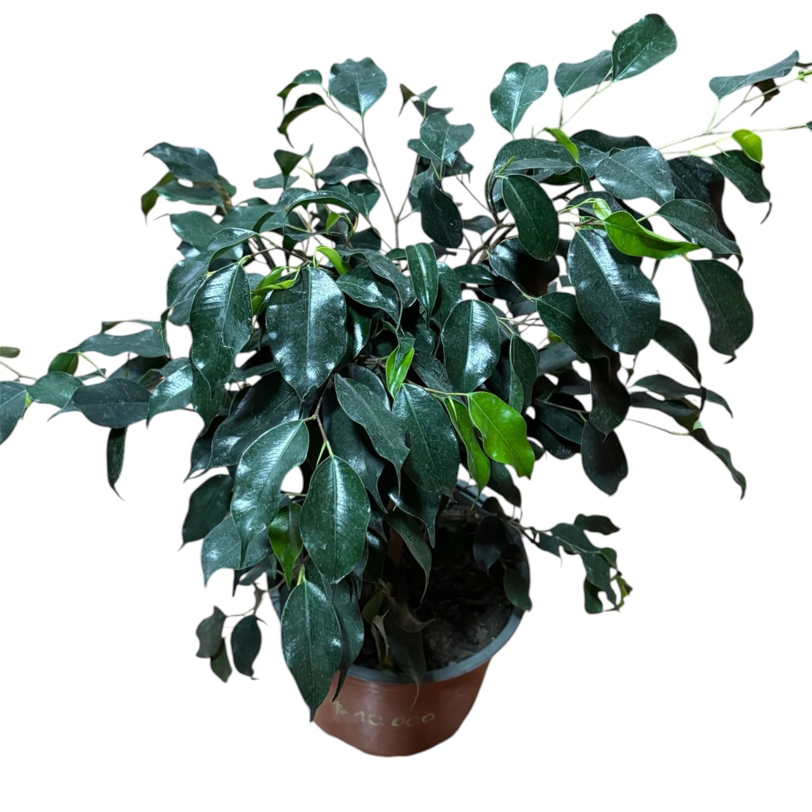 Ficus Naomi grande SUPER OFERTA STOCK LIMITADO!