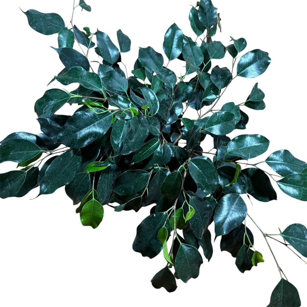 Ficus Naomi grande SUPER OFERTA STOCK LIMITADO!