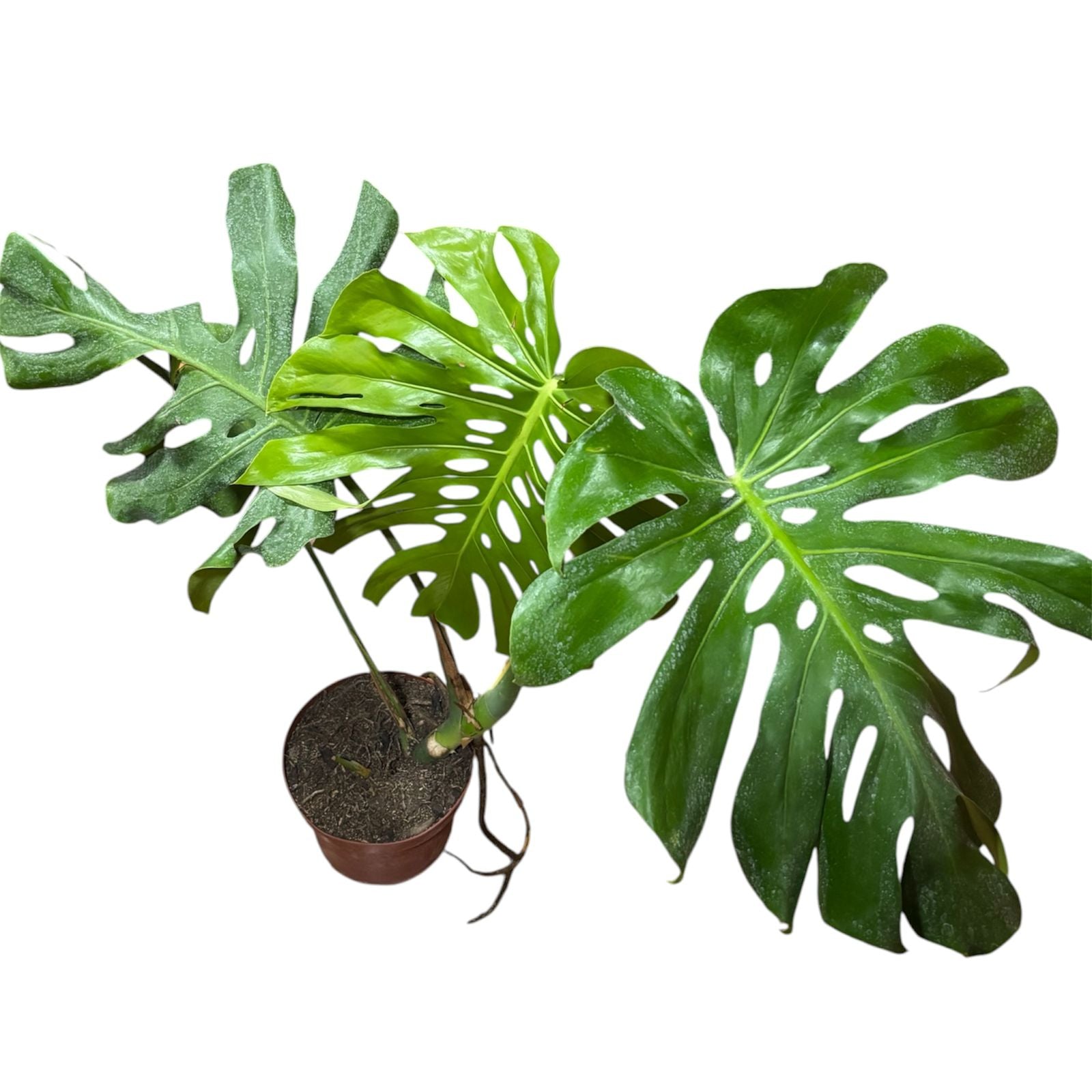 Mostera Deliciosa XL SUPER OFERTA ULTIMAS UNIDADES!!!