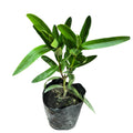 Laurel de Flor Rosada