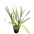 Anigozanthos fire house Naranjo sin flor