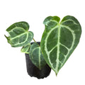 Anthurium Cristal EXCLUSIVO SUPER OFERTA !!