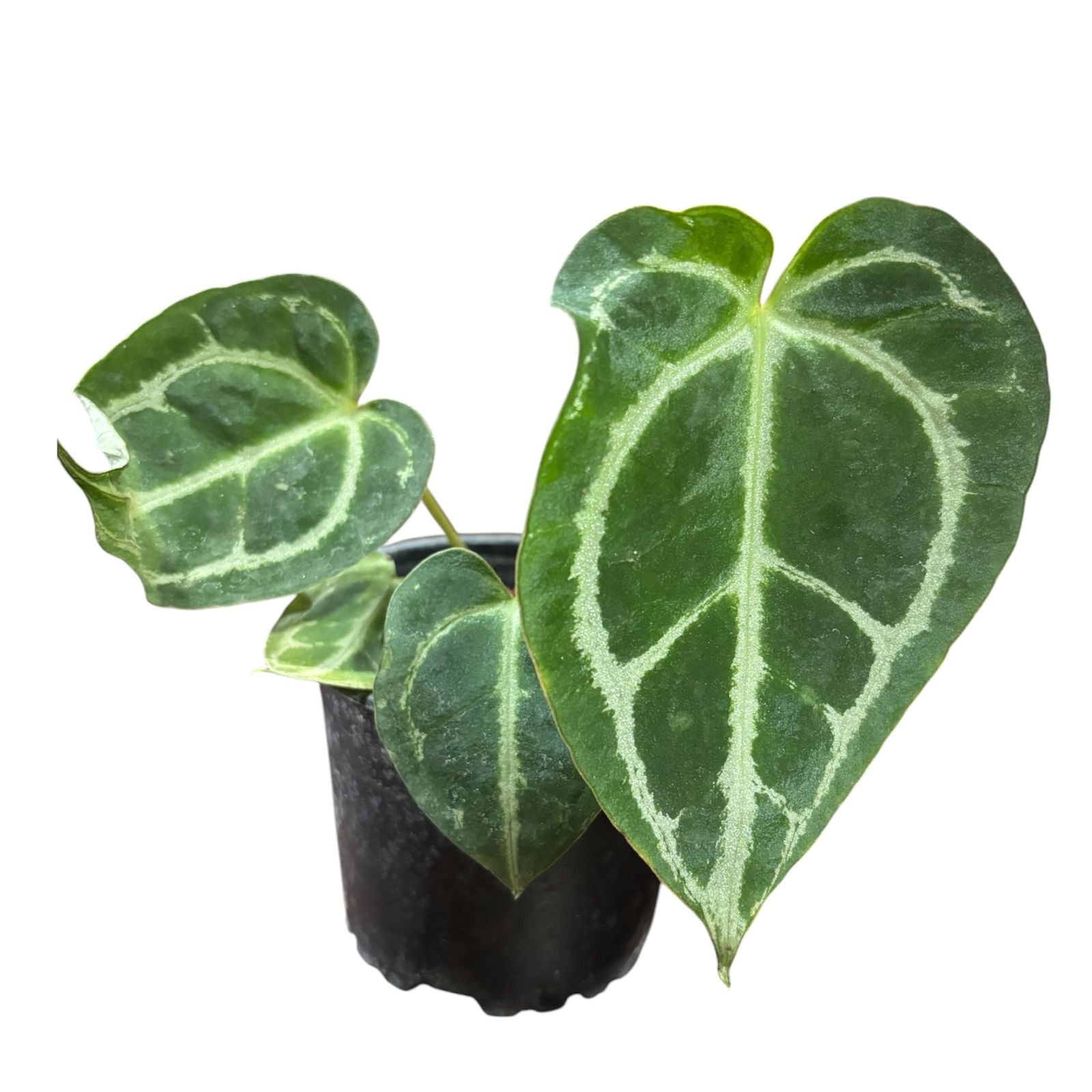 Anthurium Cristal EXCLUSIVO SUPER OFERTA !!
