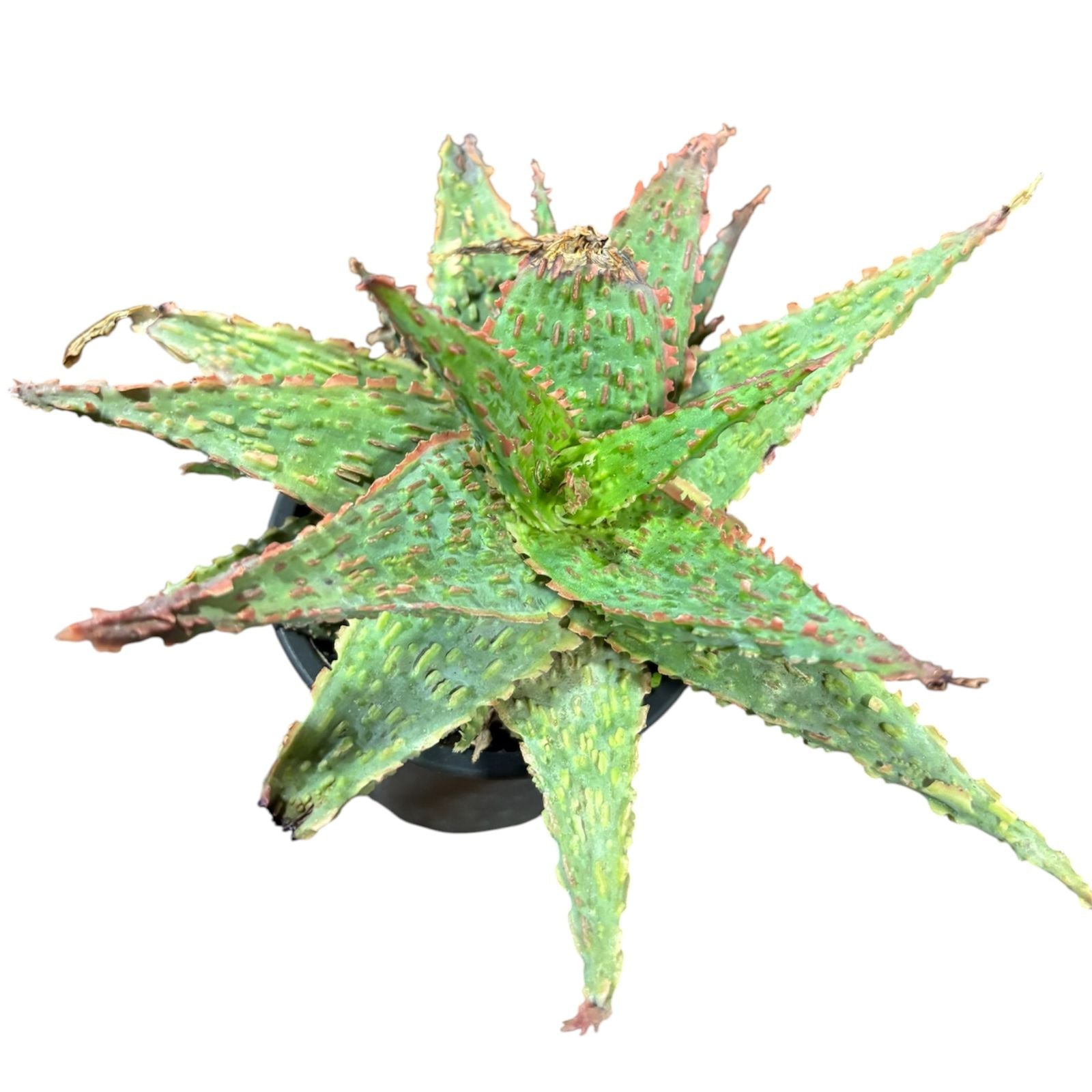 Aloe variedad al azar MUCHAS PLANTAS POR MACETA SUPER OFERTA!!