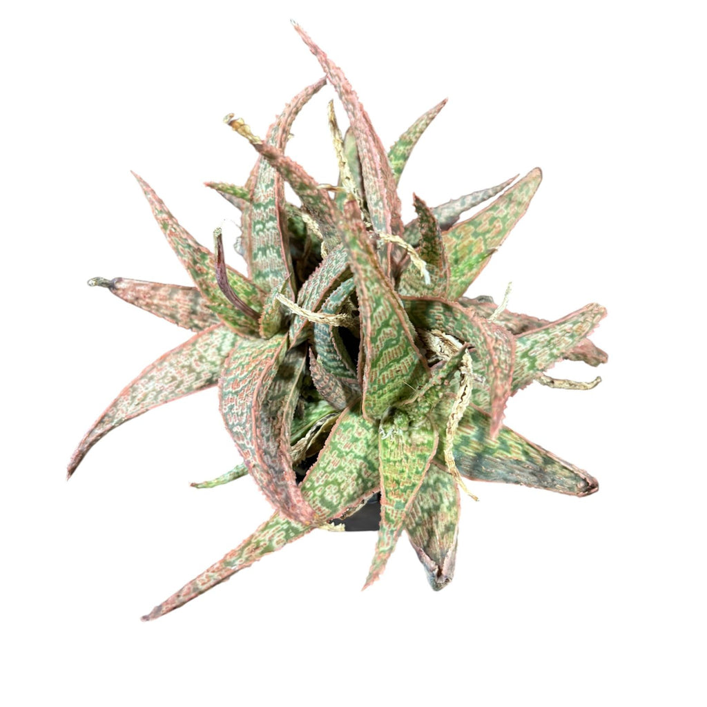 Aloe variedad al azar MUCHAS PLANTAS POR MACETA SUPER OFERTA!!
