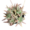 Aloe variedad al azar MUCHAS PLANTAS POR MACETA SUPER OFERTA!!